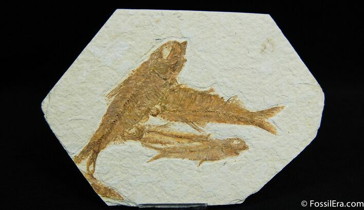 Four Knightia Fossil Fish On One Plate #31